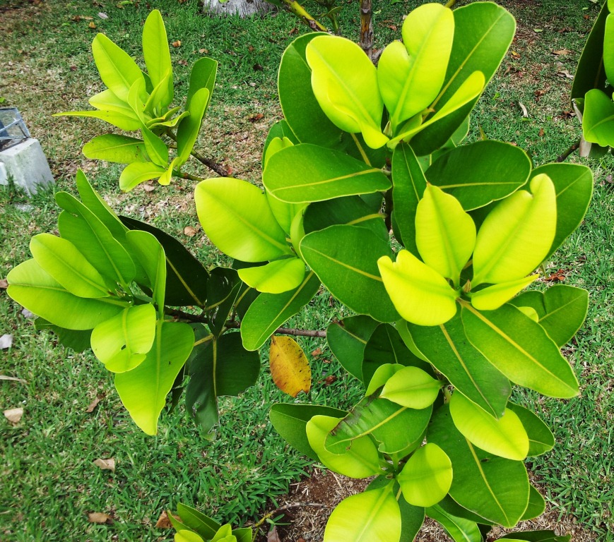 Calophyllum tacamahaca