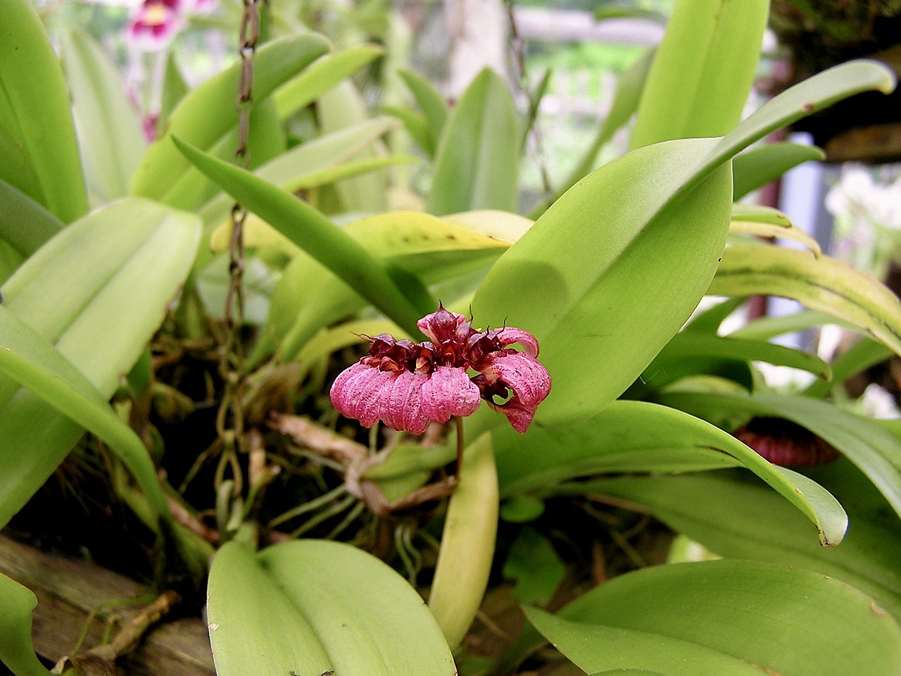Bulbophyllum corolliferum
