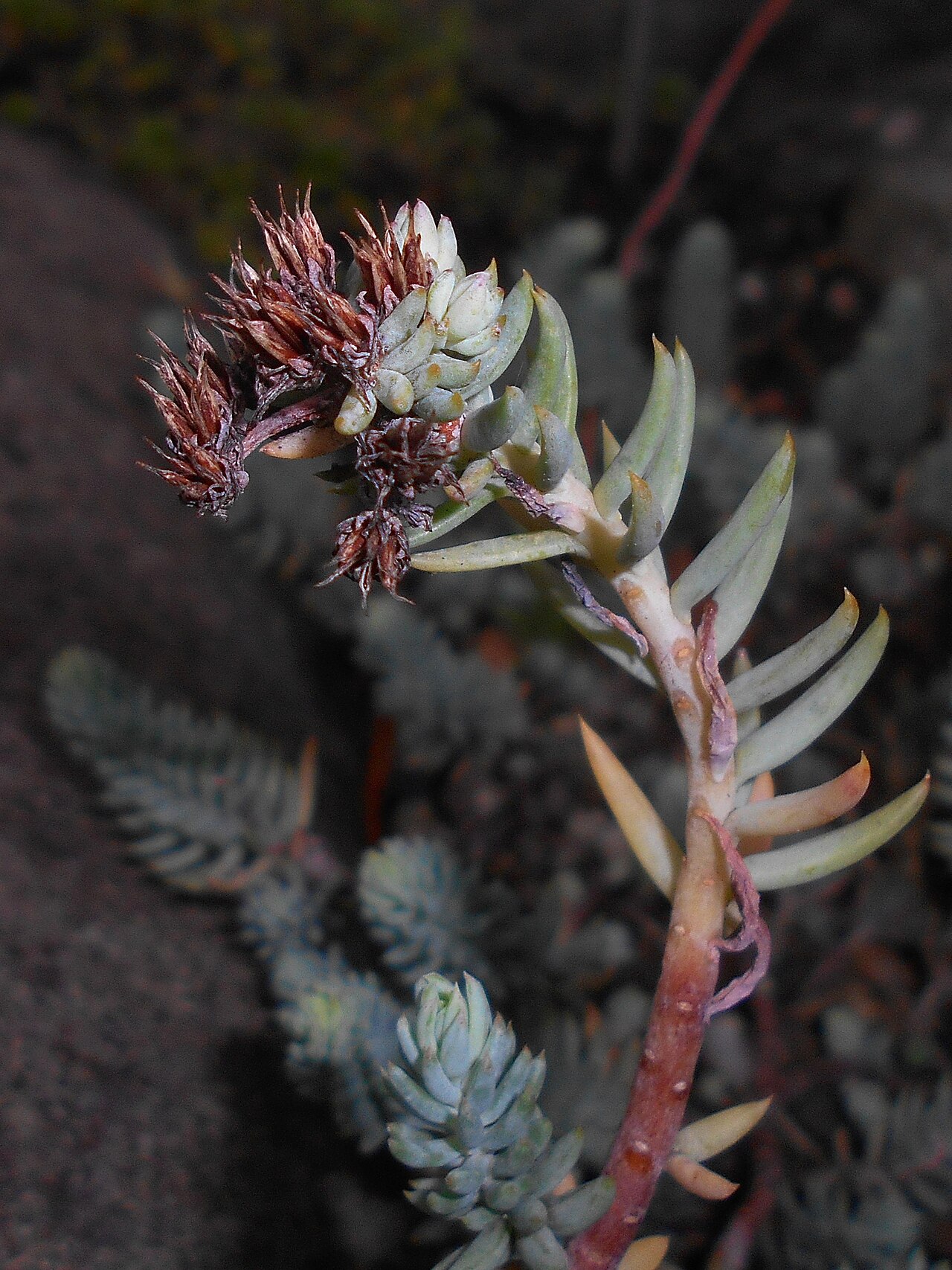 Petrosedum pruinatum
