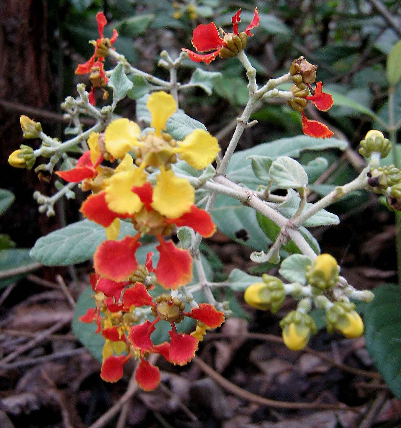 Tetrapterys phlomoides