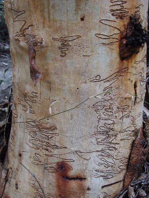 Scribbly gum