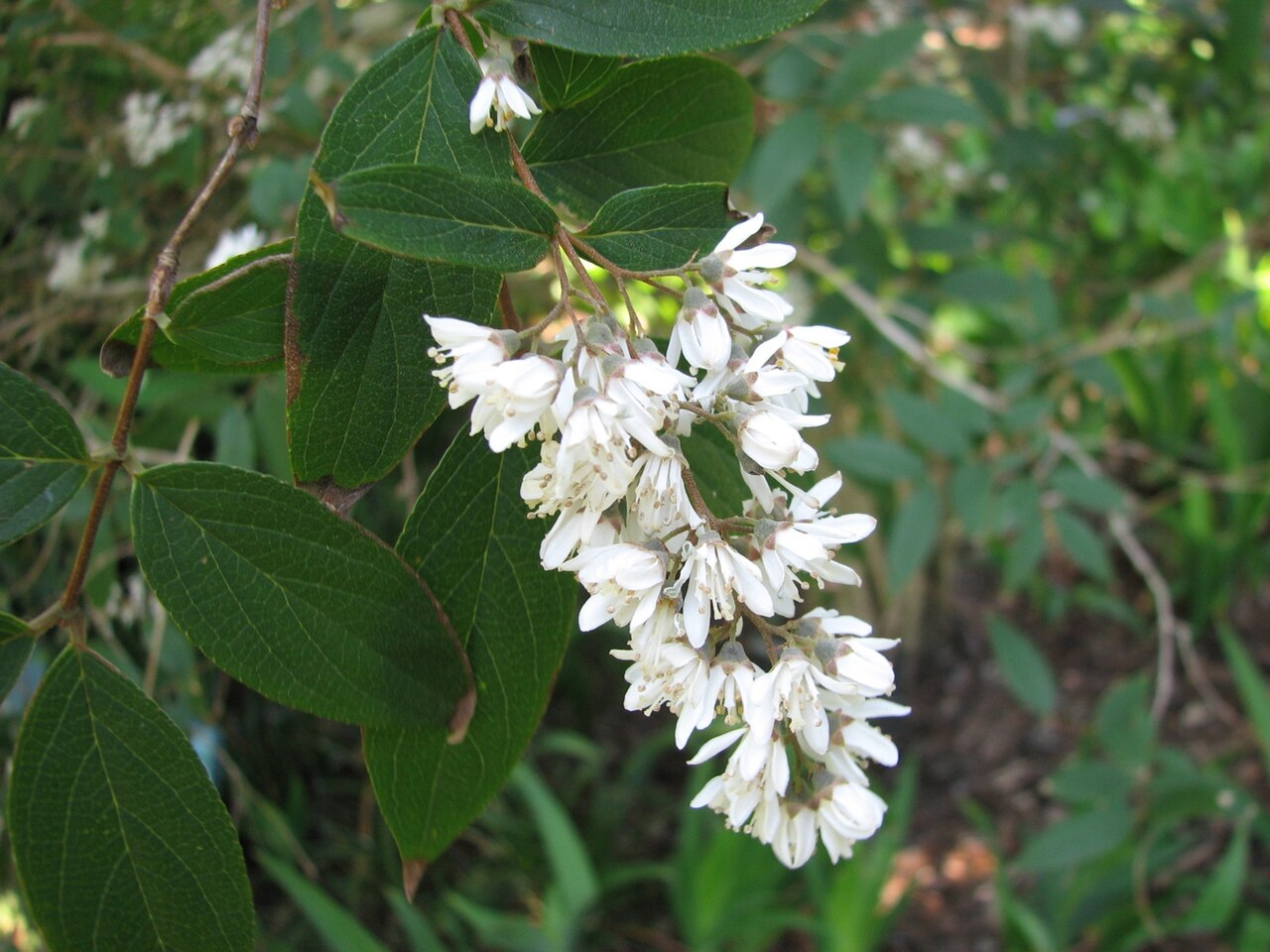 Deutzia ningpoensis