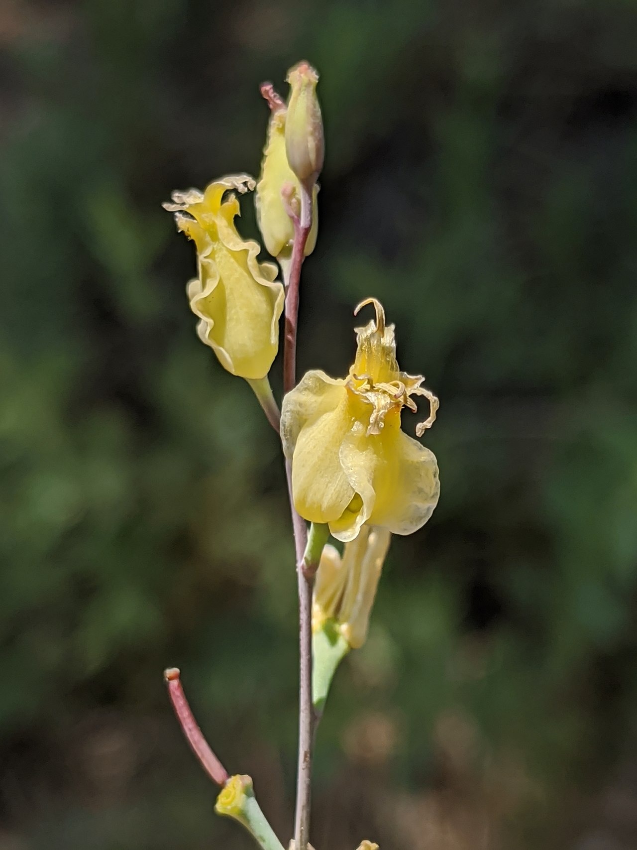 Streptanthus bernardinus