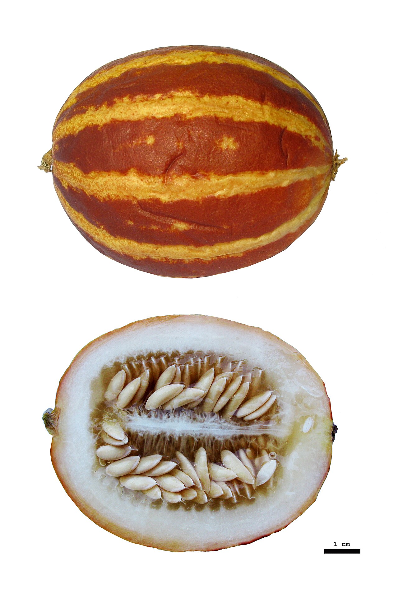 Cucumis melo