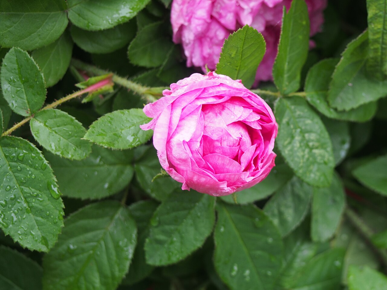 Rosa × centifolia