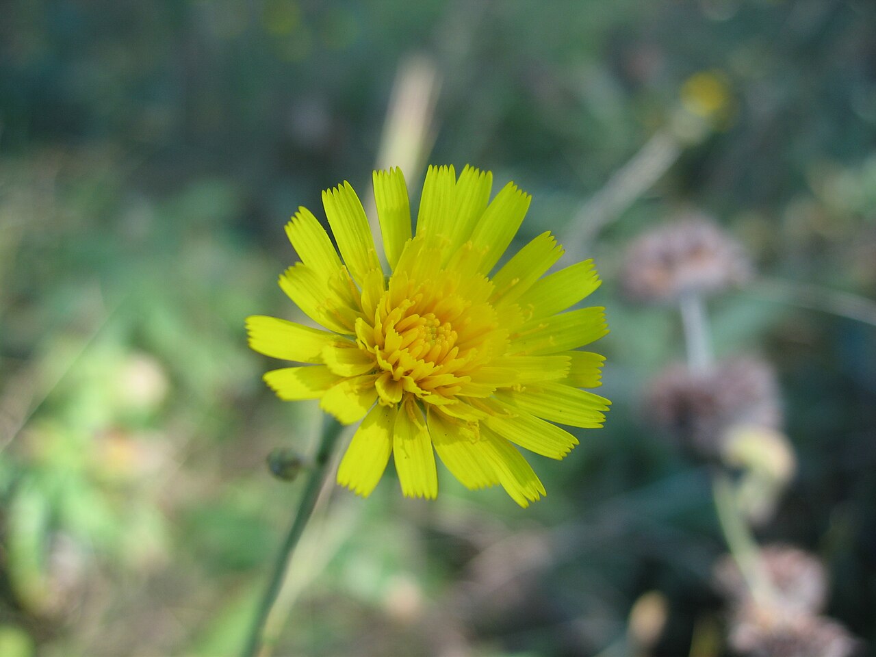 New England hawkweed