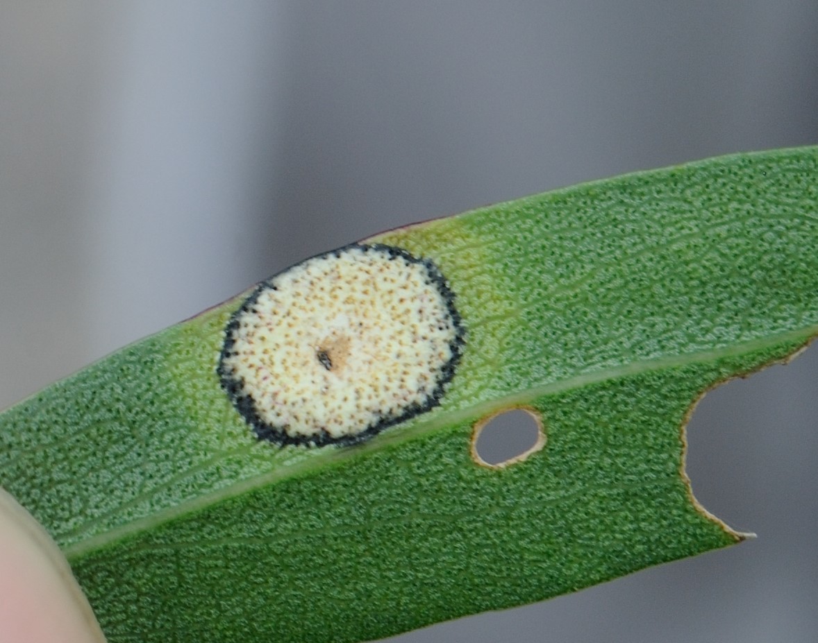 Botryosphaeria dothidea