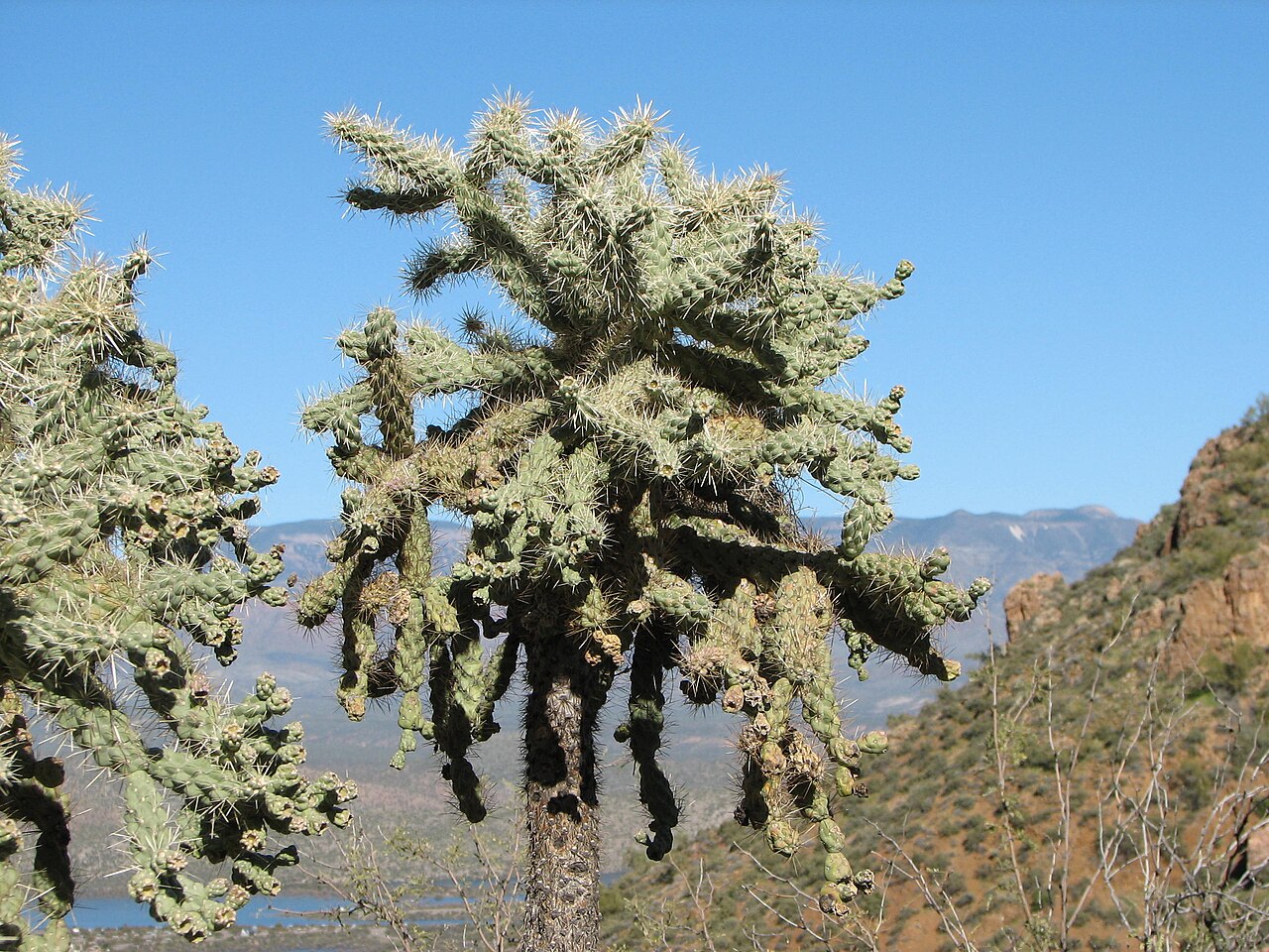Cylindropuntia fulgida