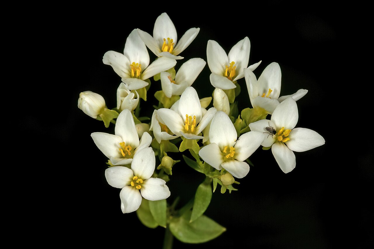 Sebaea aurea