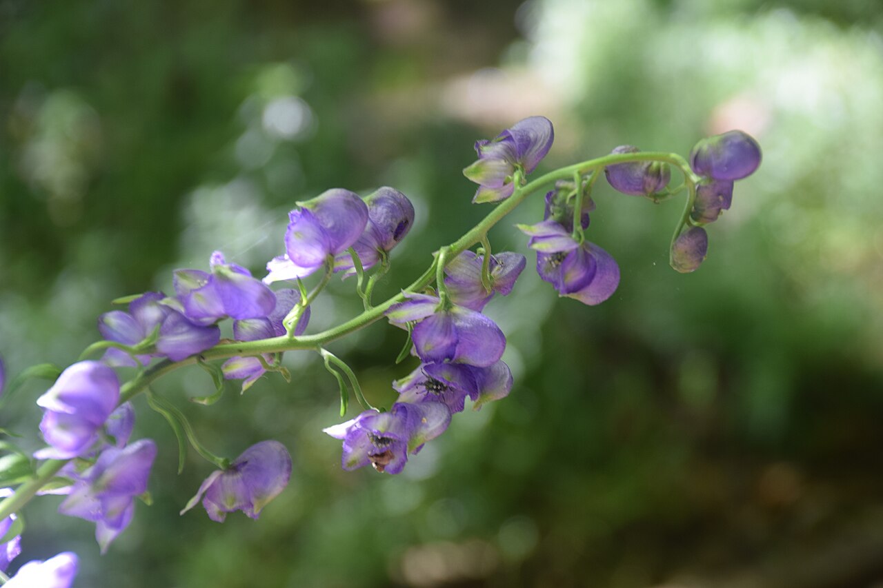 Aconitum ferox