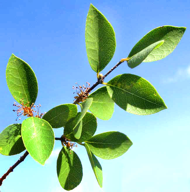 Forestiera reticulata