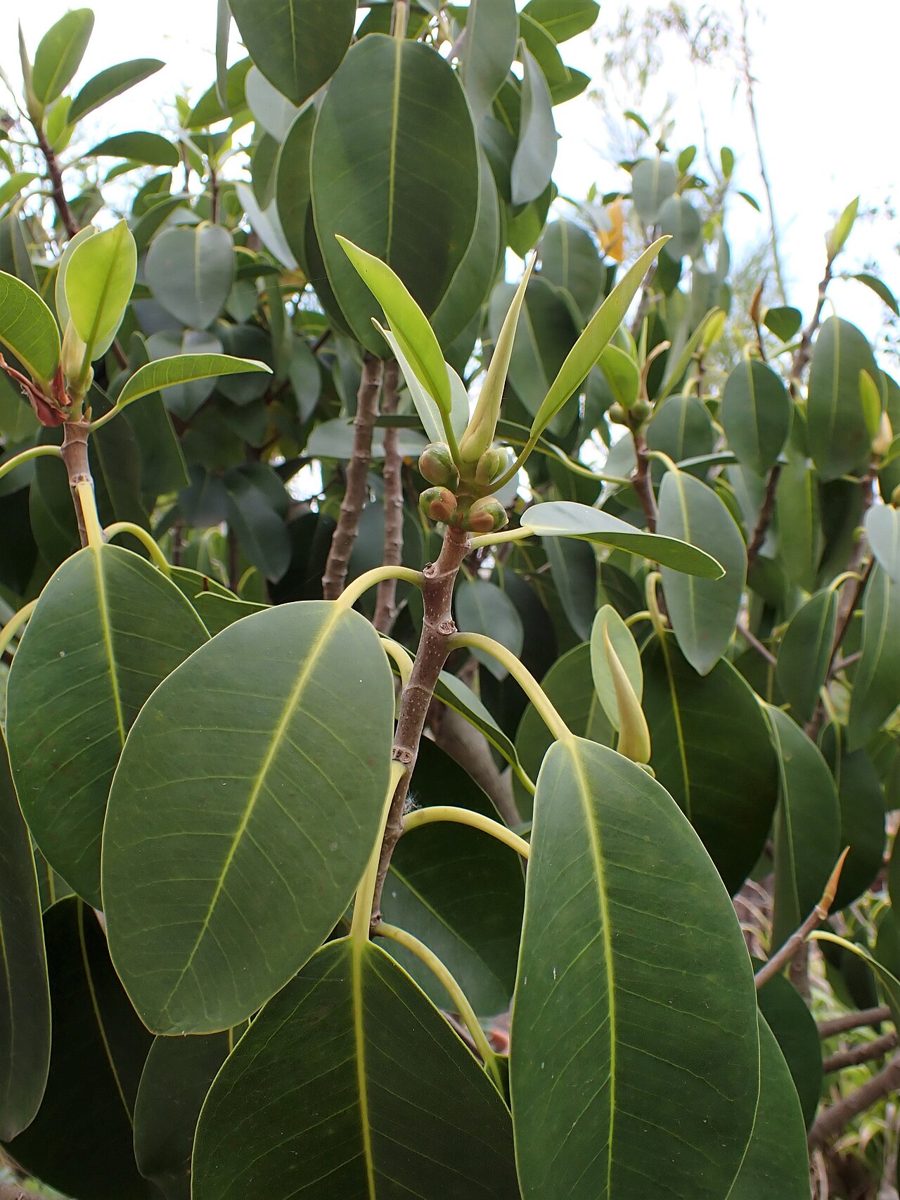 Ficus rubiginosa