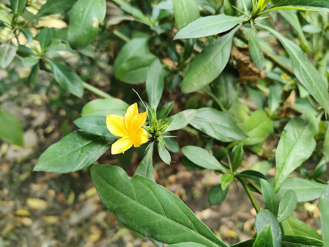 Barleria prionitis