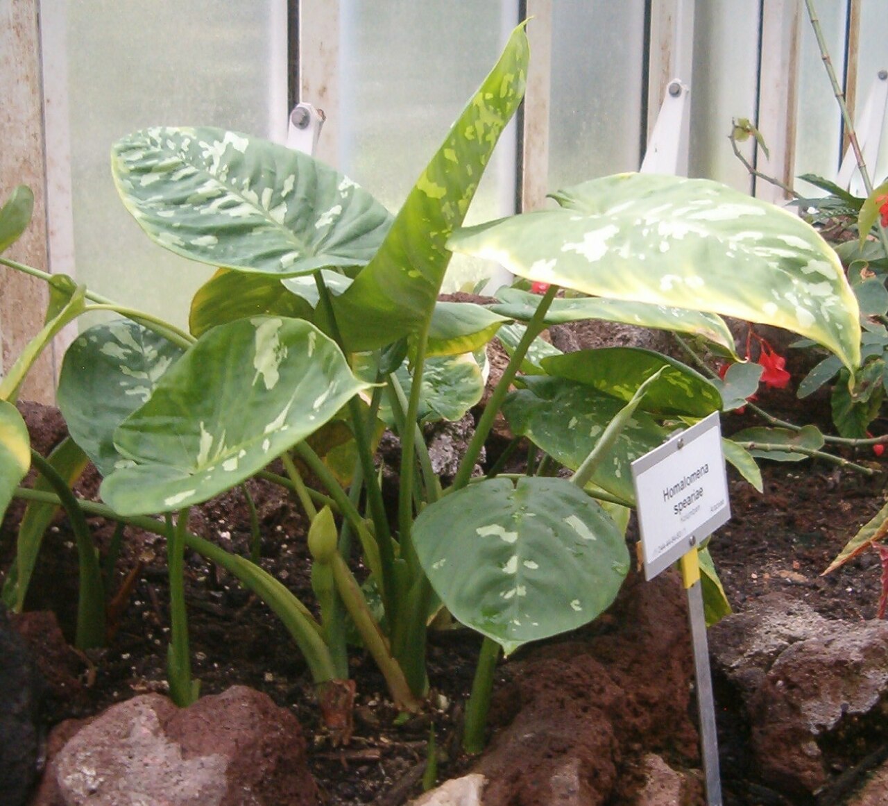 Adelonema speariae