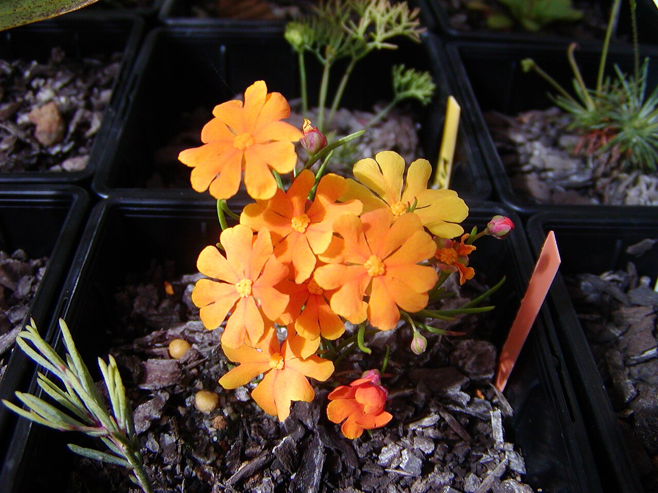 Star guinea flower or orange stars