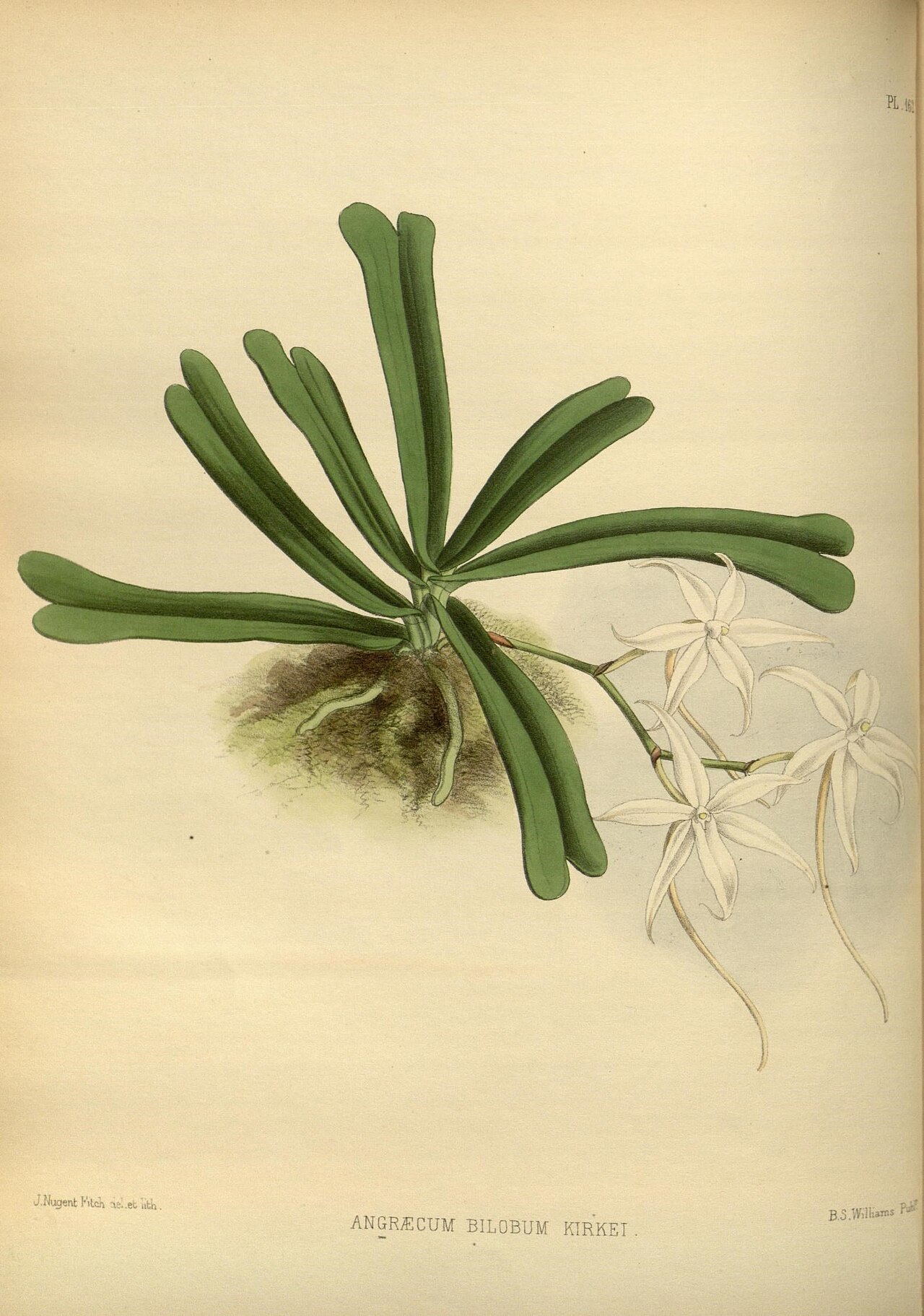 Aerangis kirkii