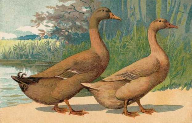 Orpington Duck