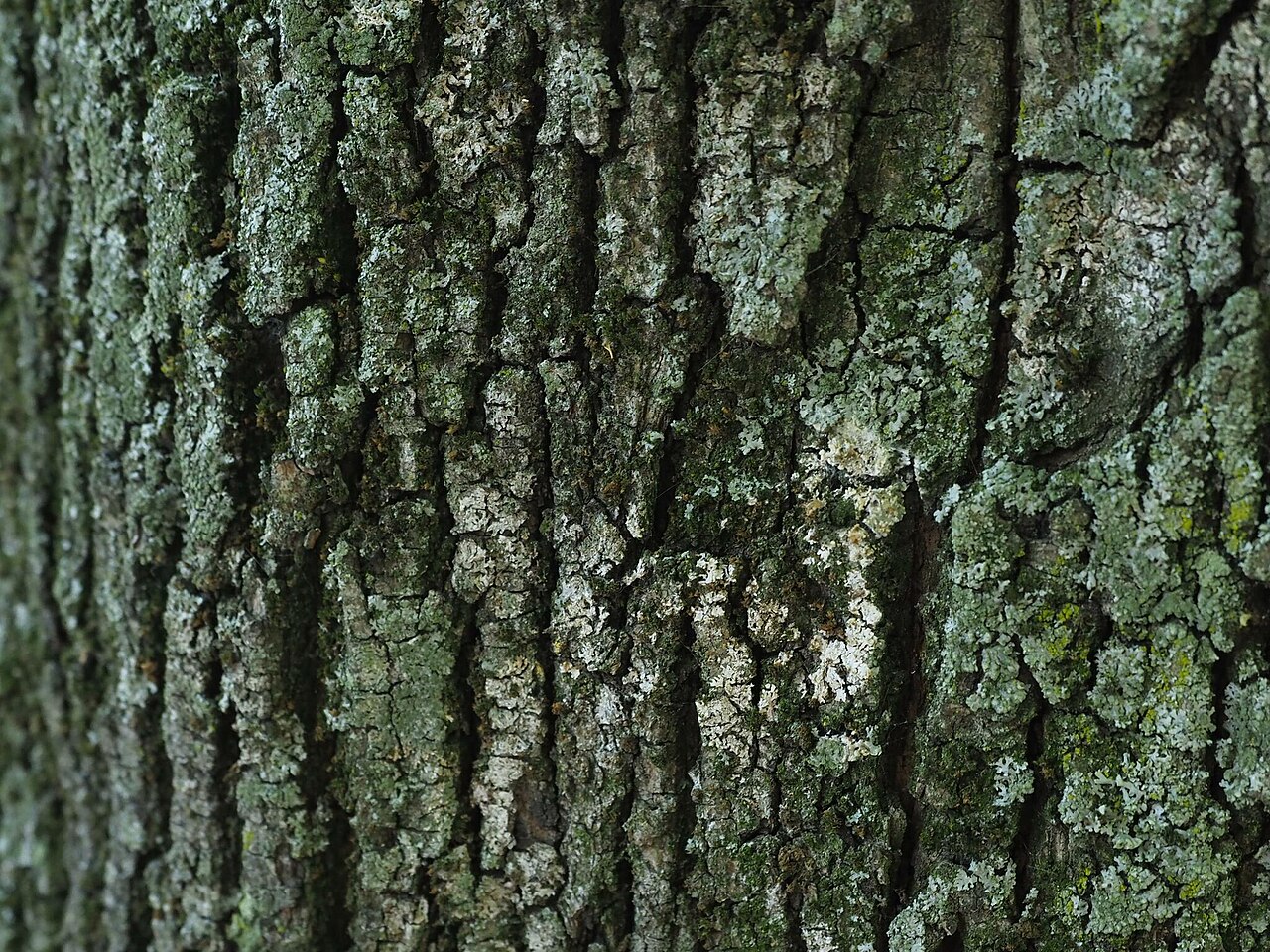 Athelia arachnoidea