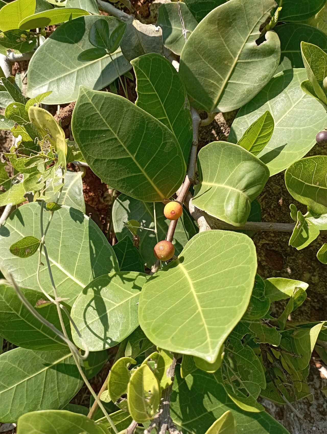 Dye fig