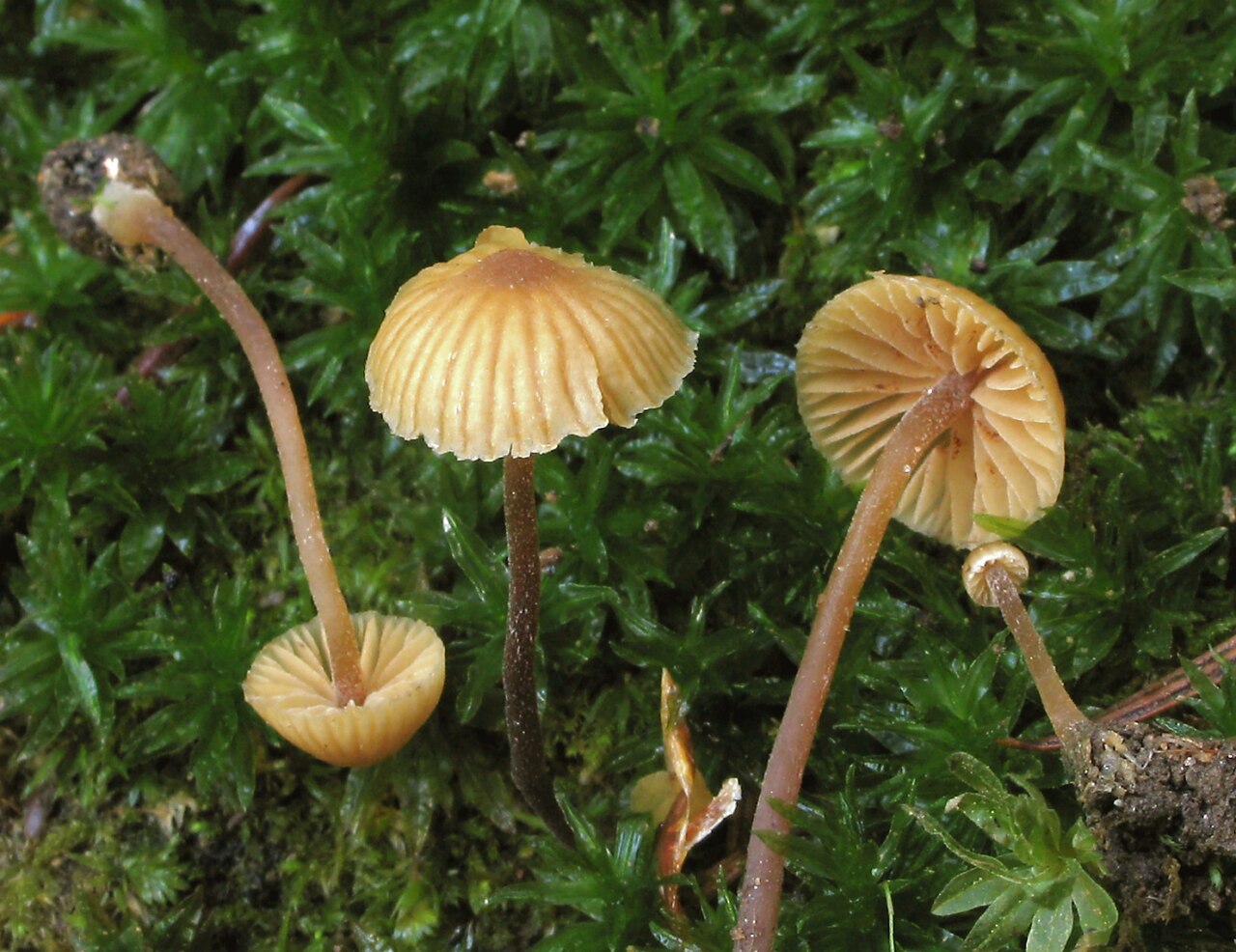 Galerina vittiformis