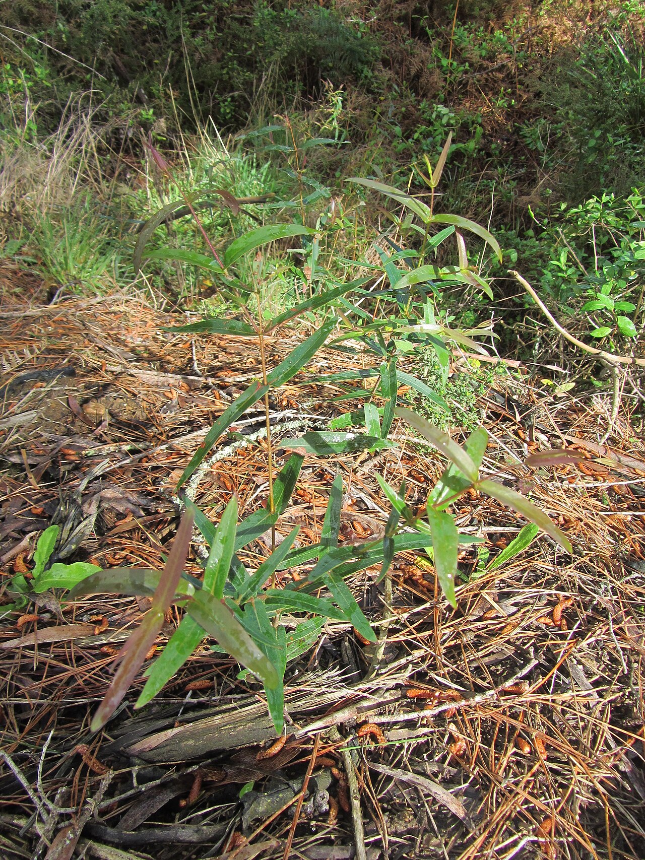 Narrow-leaved peppermint or Forth River