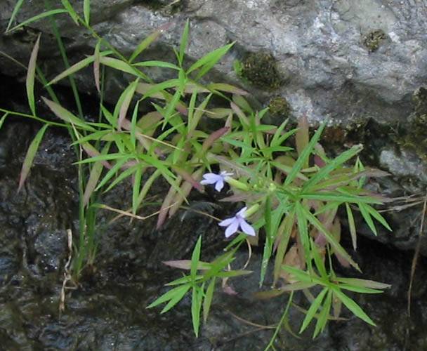 Palmerella debilis