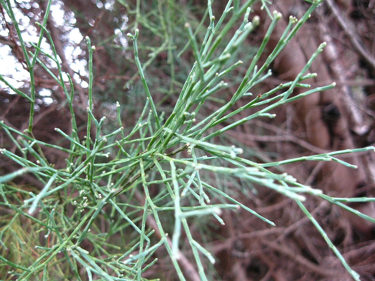 Callitris oblonga