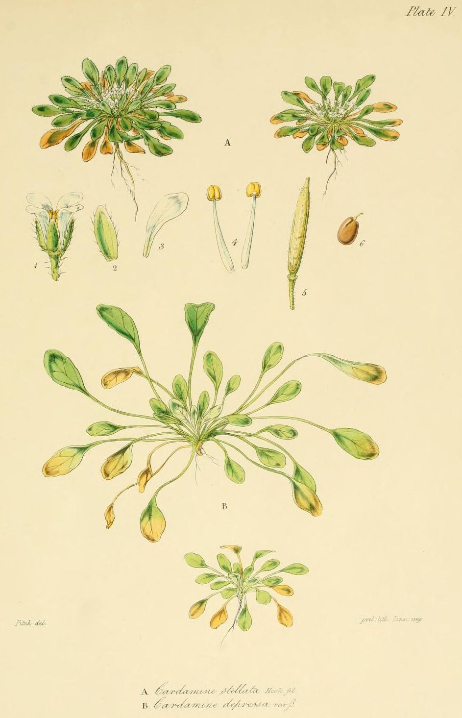 Cardamine depressa