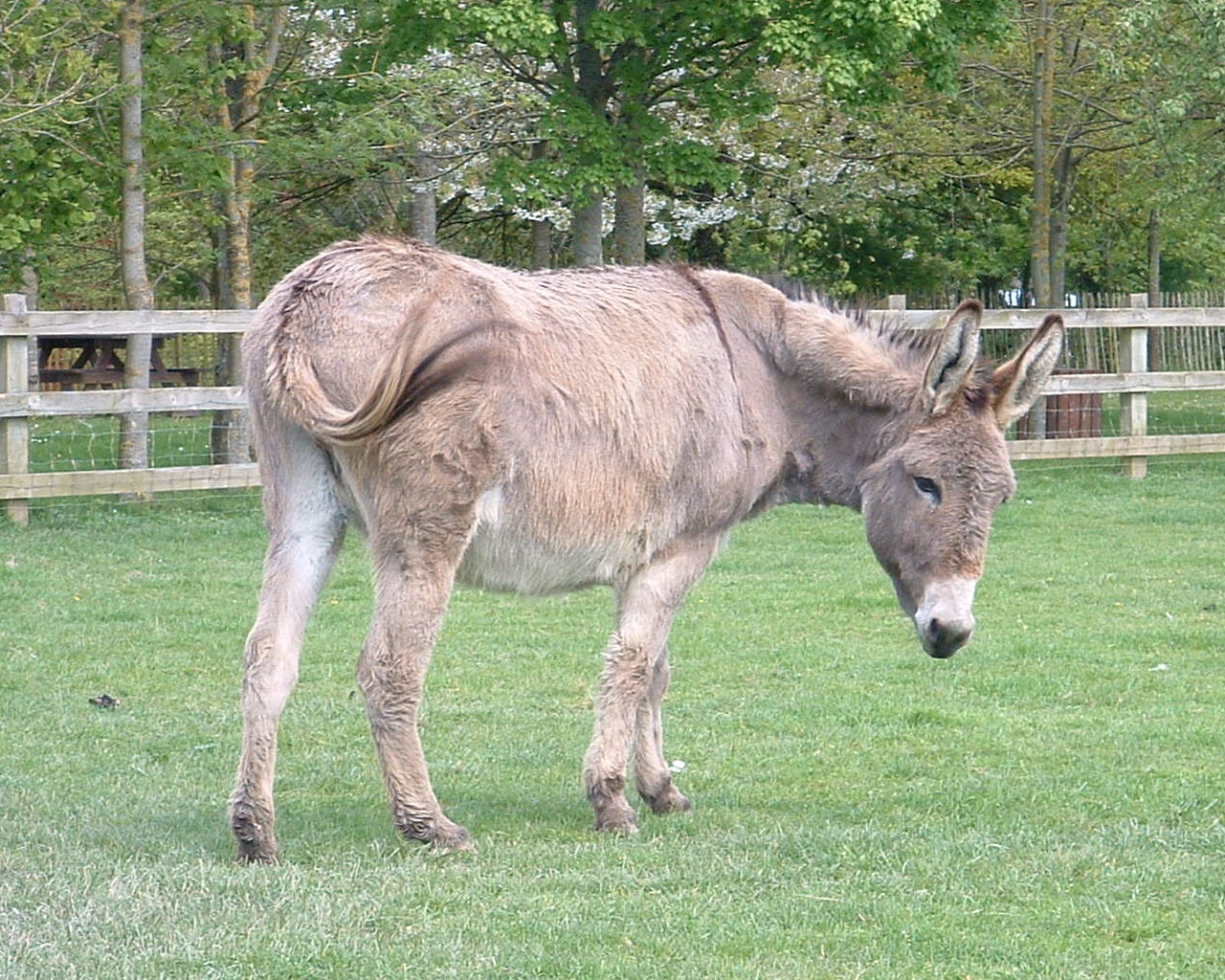 Cotentin Donkey