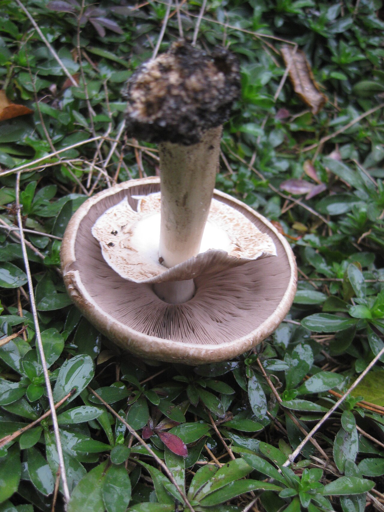 Agaricus langei