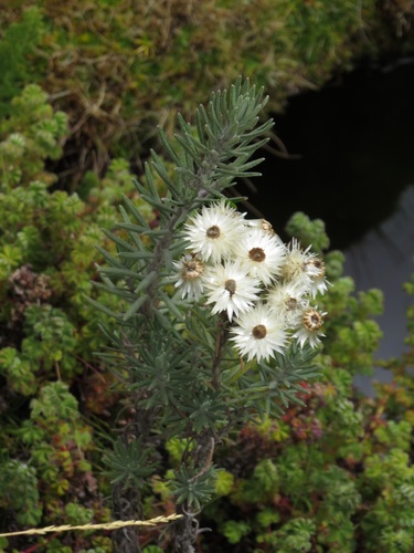 Helichrysum brownei