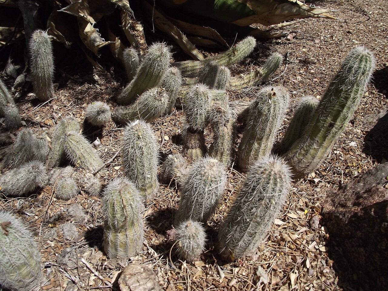 Echinocereus stoloniferus