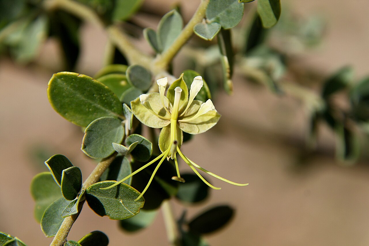 Cadaba farinosa
