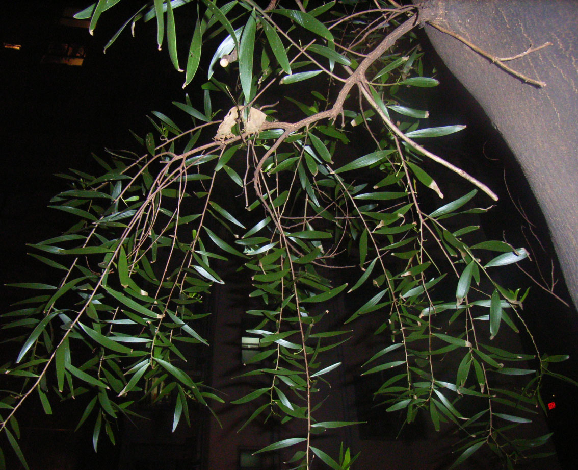 Acacia confusa
