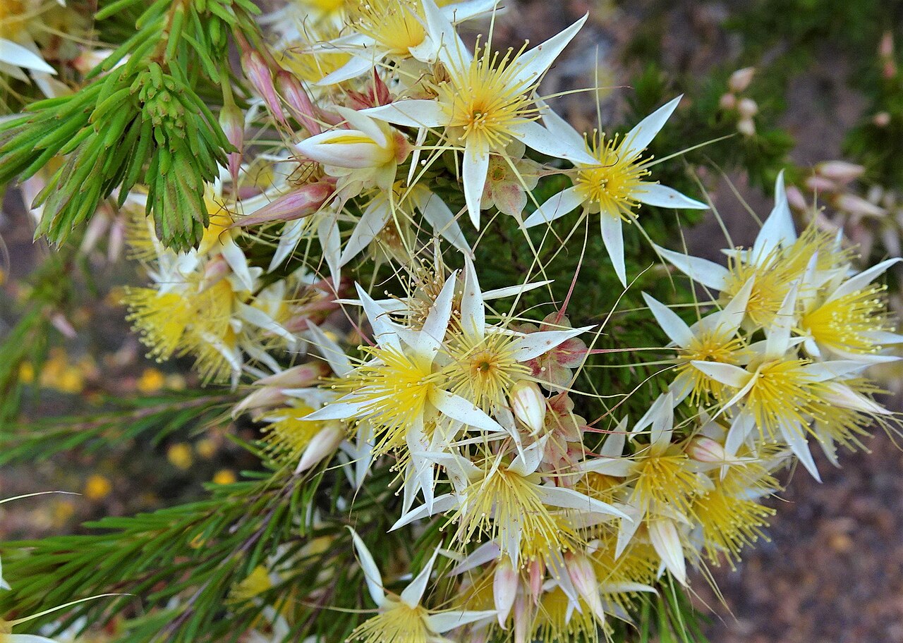 Calytrix gurulmundensis