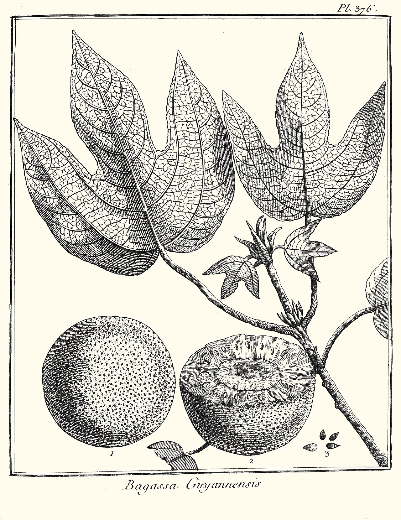 Bagassa guianensis
