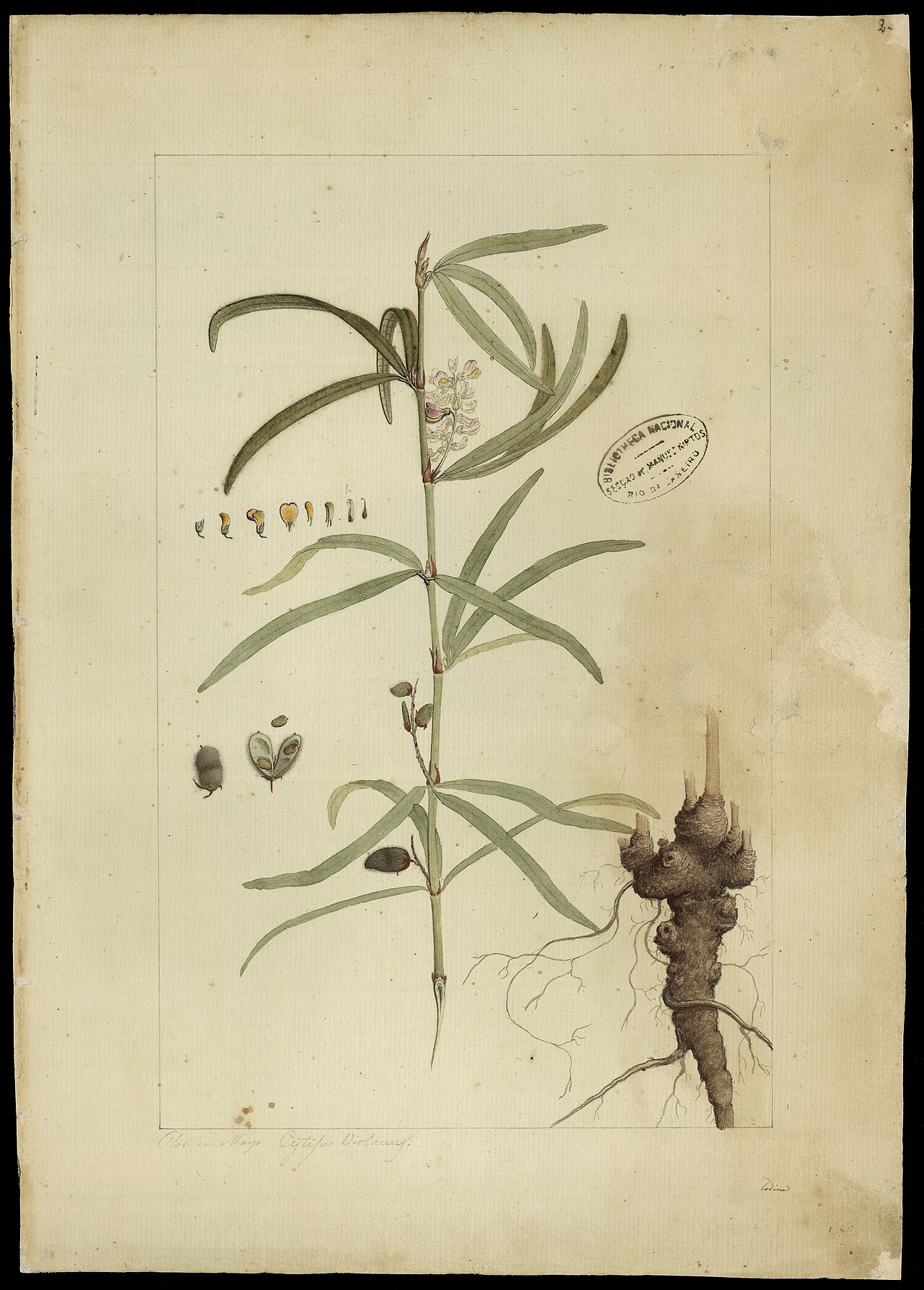 Eriosema violaceum