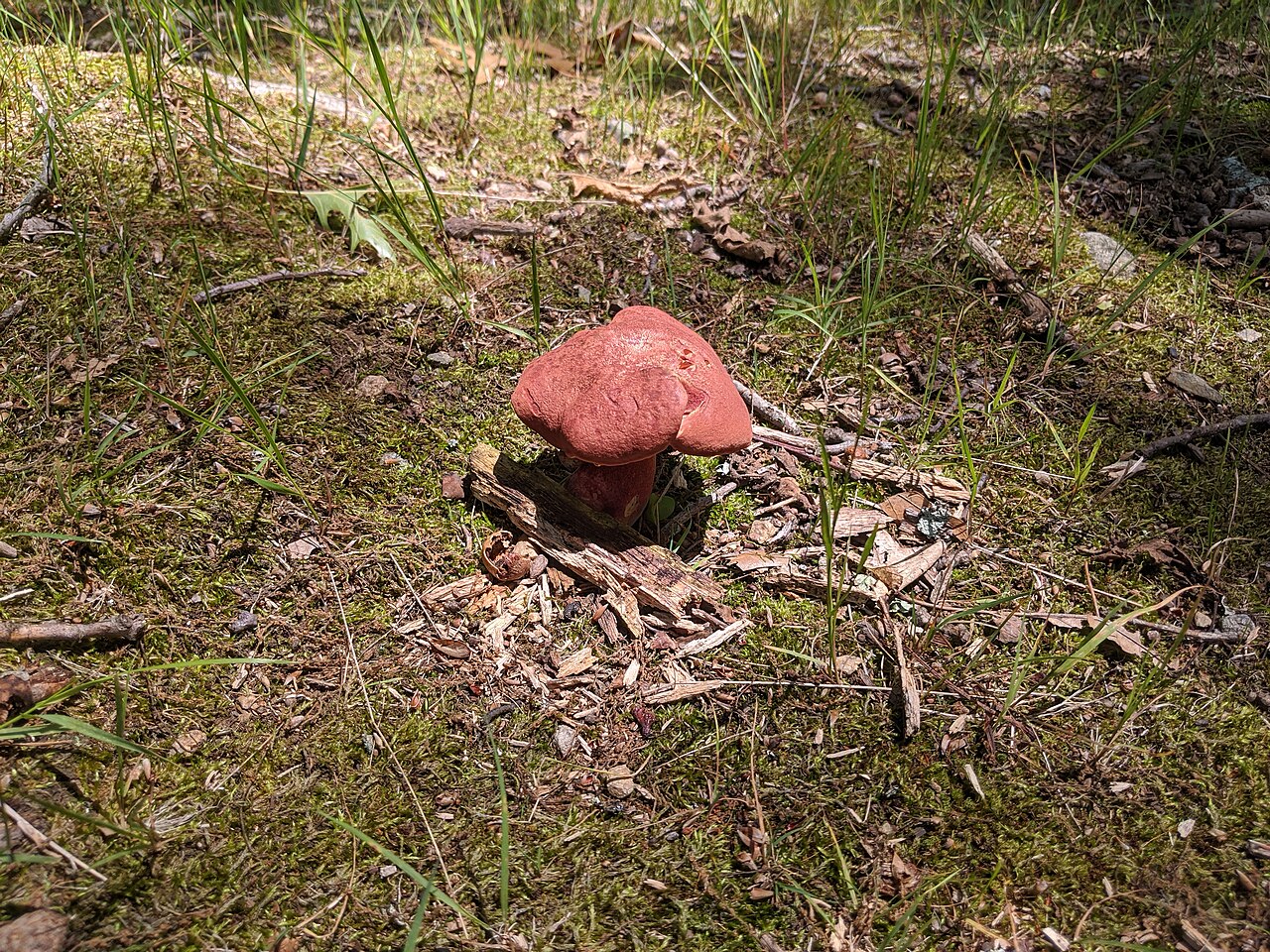 Boletus bicolor