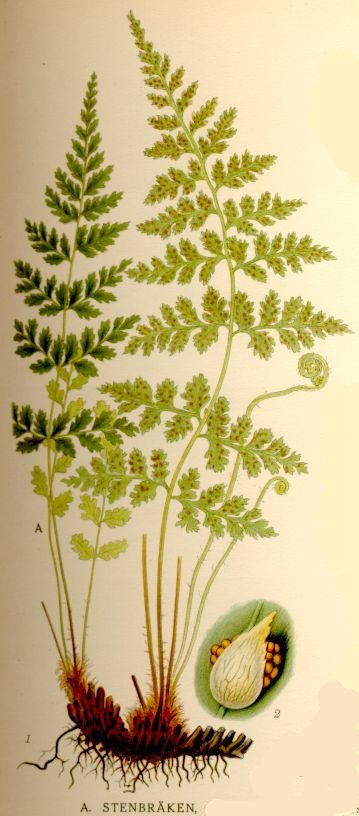 Cystopteris fragilis