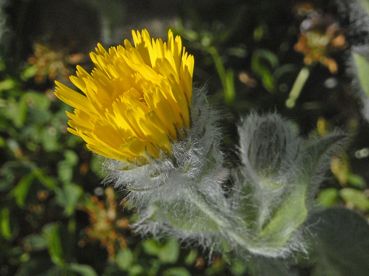 Hieracium villosum