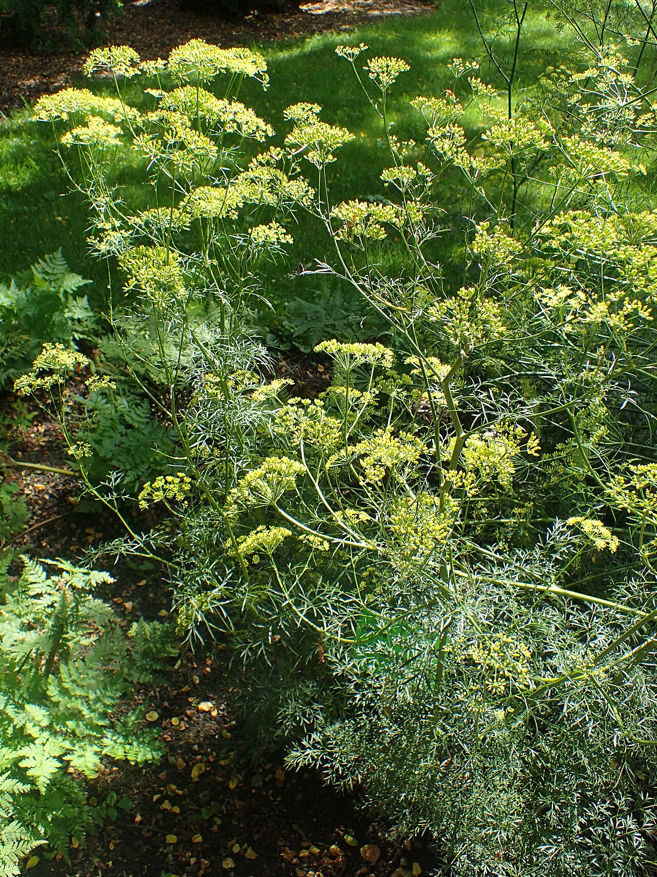 Ferula assa-foetida