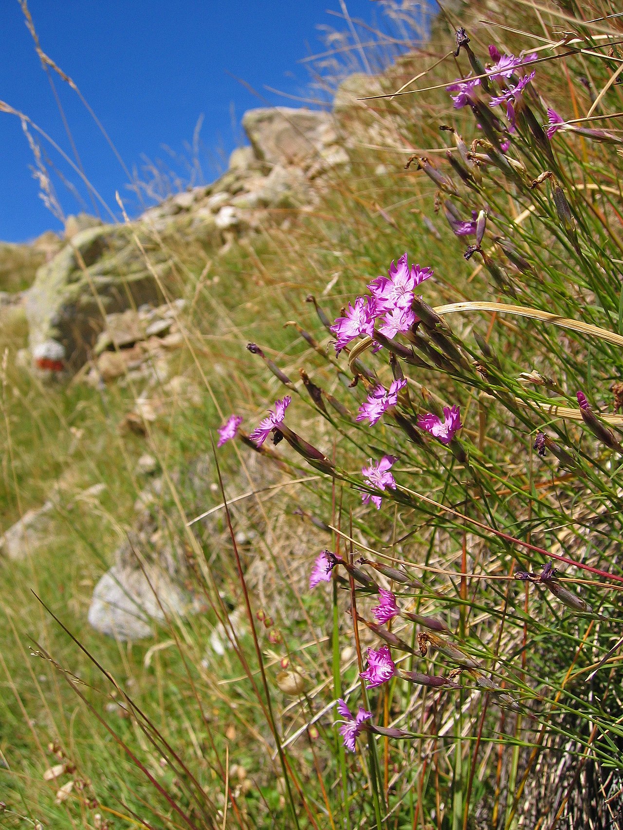 Dianthus hyssopifolius
