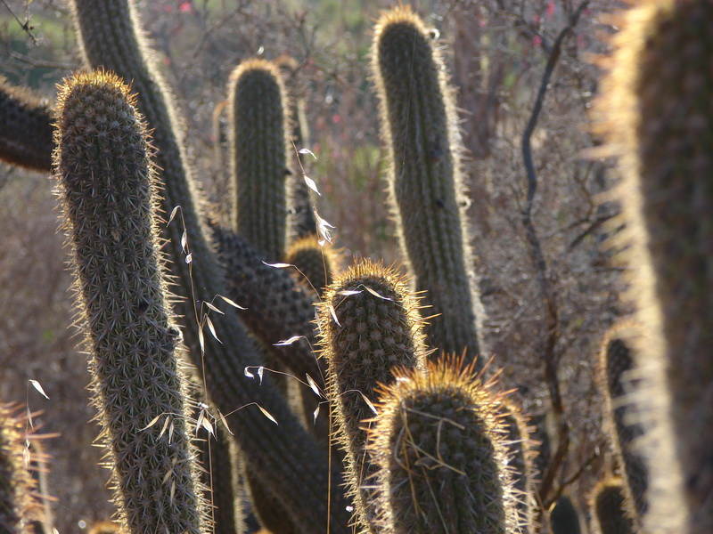 Echinopsis litoralis