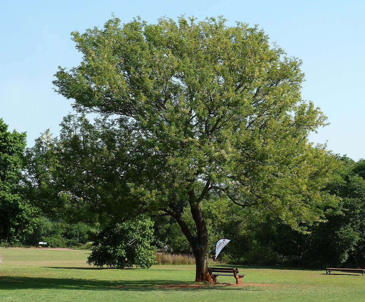Acacia afra
