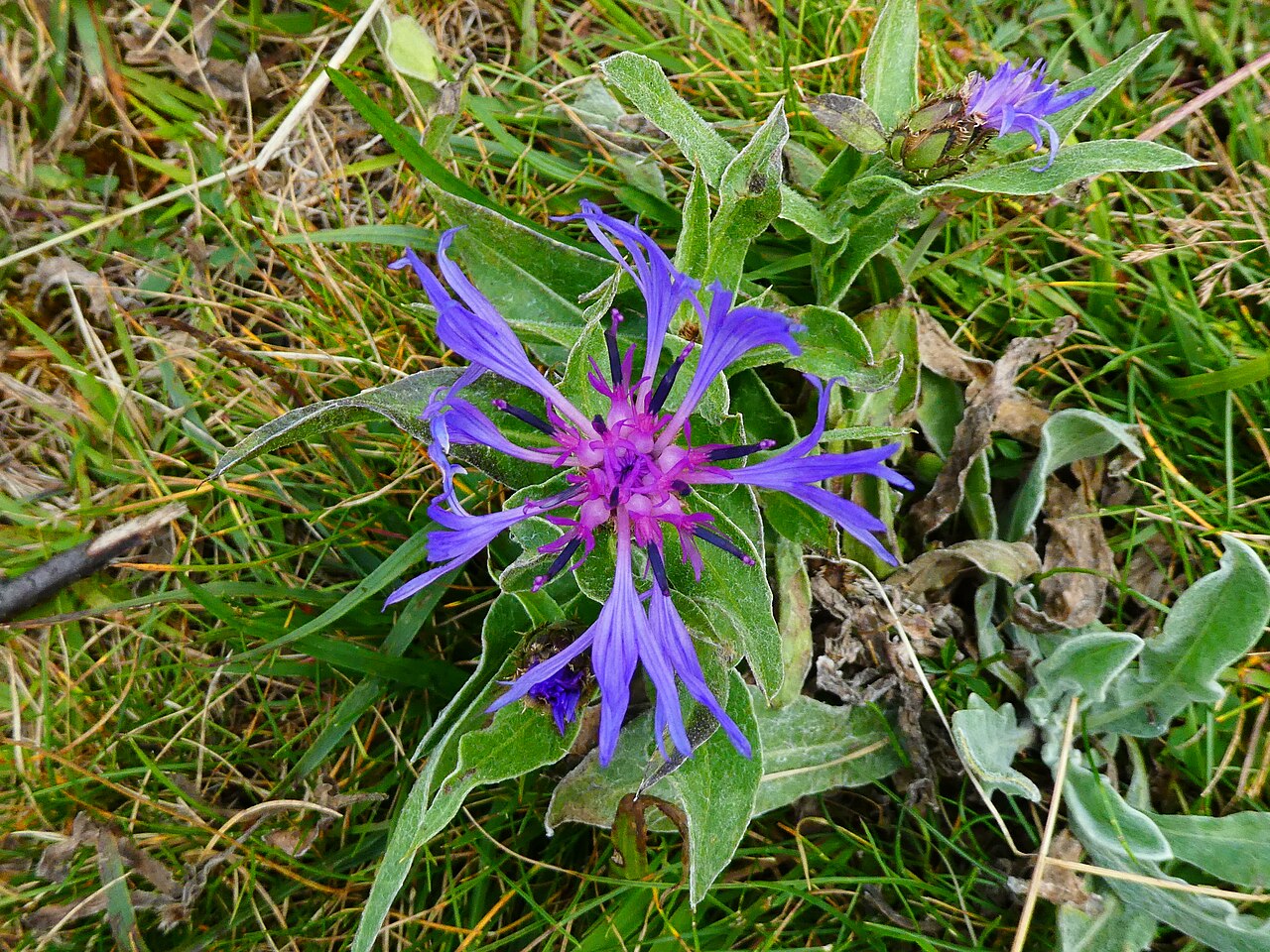 Centaurea montana