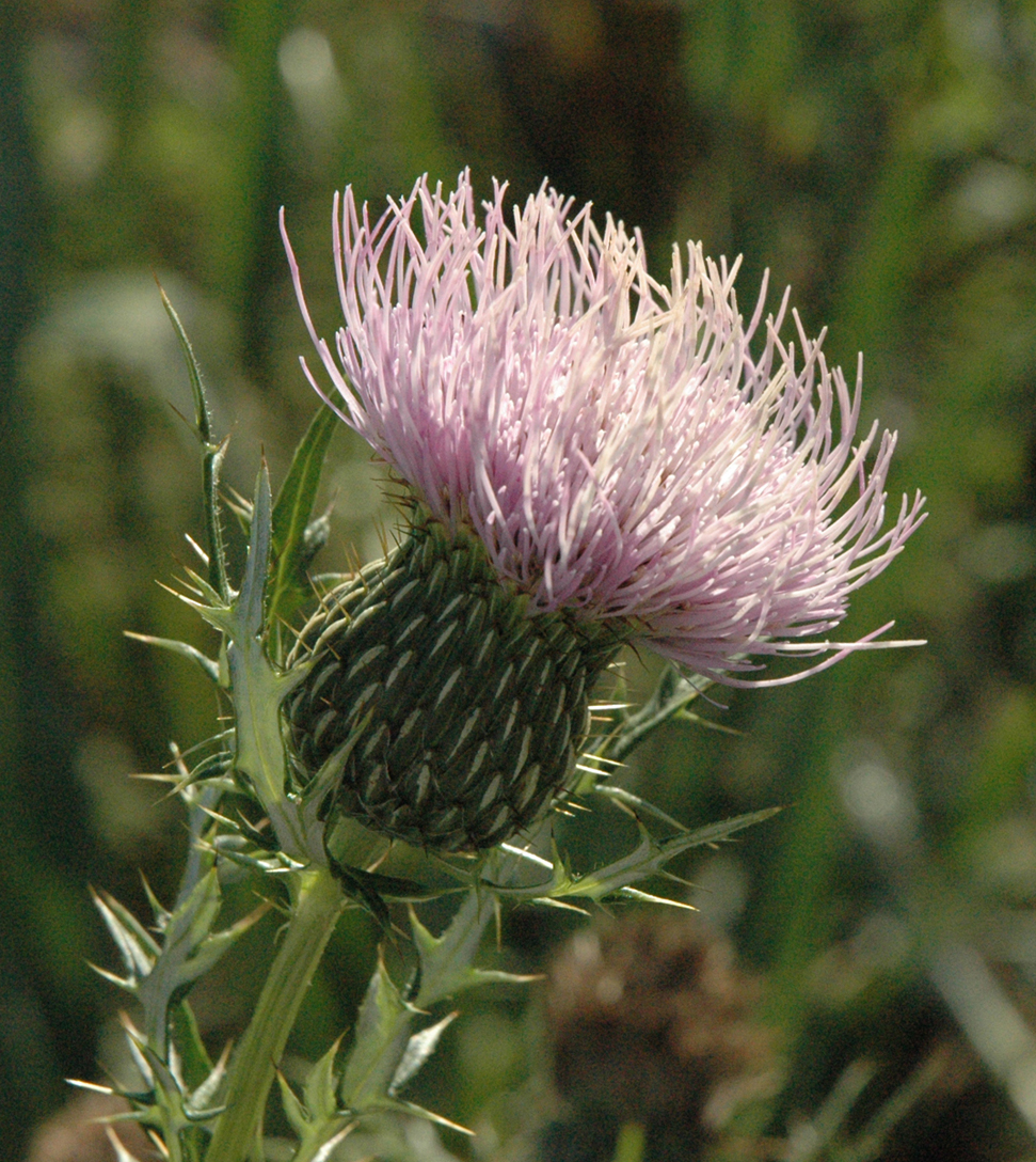 Cirsium discolor