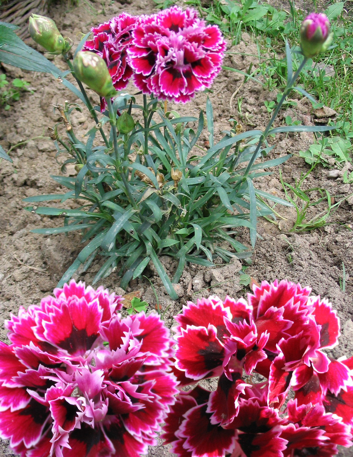 Dianthus caryophyllus
