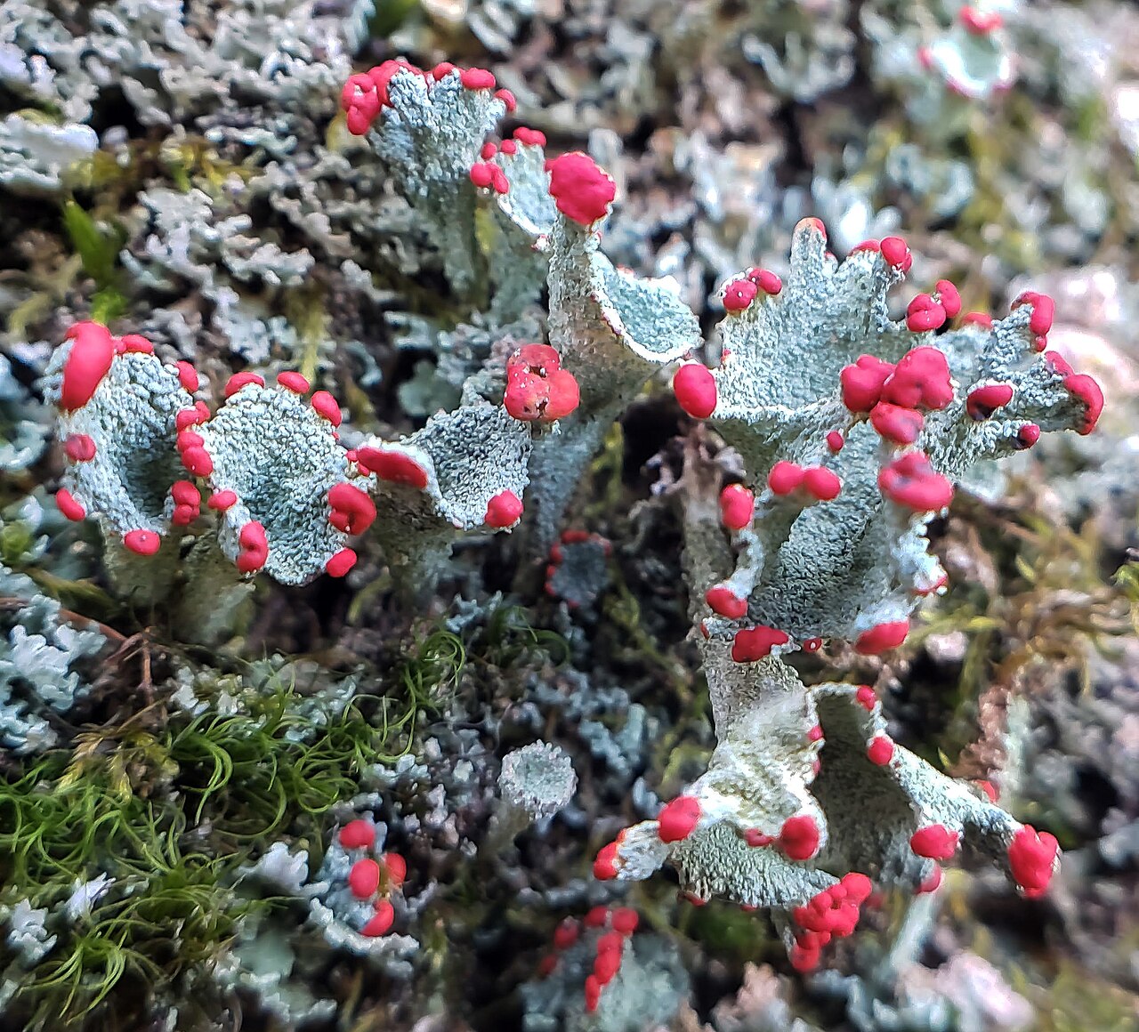 Boreal cup lichen