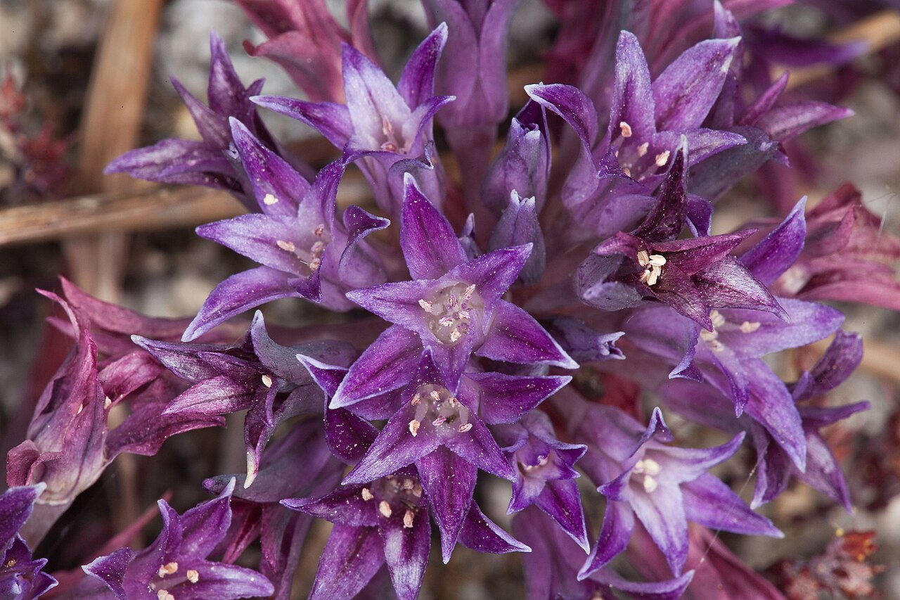 Allium abramsii