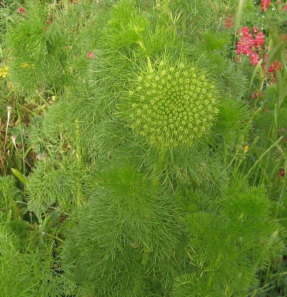 Visnaga crinita